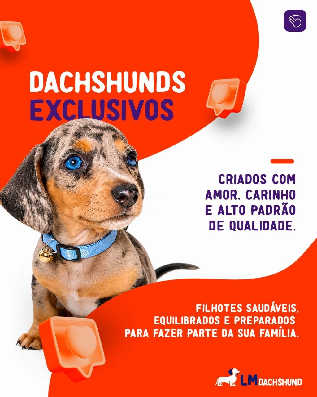 Filhote de Dachshund LmDachshunds