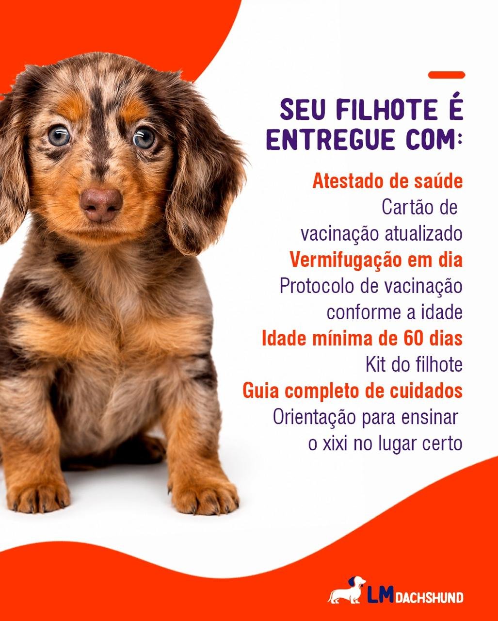 Filhote entregue com atestado de saúde, cartão de vacinação, vermifugação em dia e kit completo